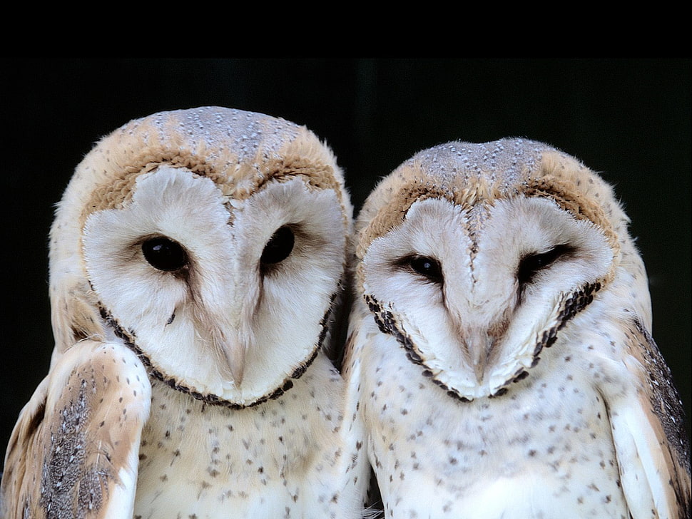 two white and brown owls HD wallpaper